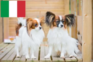 Read more about the article Hodowca spanieli karłowatych kontynentalnych i szczenięta we Włoszech