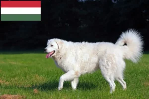 Read more about the article Kuvasz hodowcy i szczenięta w Węgry