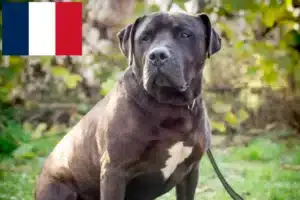 Read more about the article Labrastaff hodowcy i szczenięta w Francja