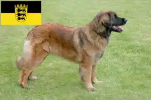 Read more about the article Hodowcy i szczenięta Leonberger w Badenia-Wirtembergia