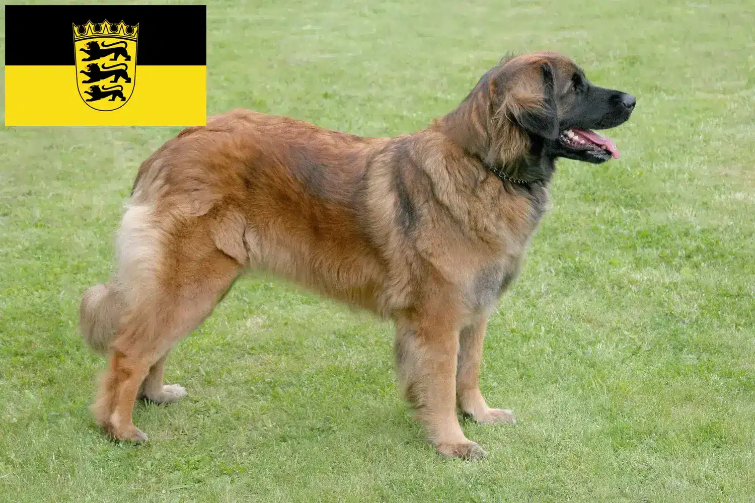 Read more about the article Hodowcy i szczenięta Leonberger w Badenia-Wirtembergia