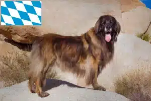 Read more about the article Hodowcy i szczenięta Leonberger w Bawaria