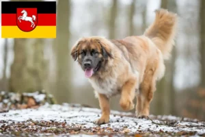Read more about the article Hodowcy i szczenięta Leonberger w Dolna Saksonia