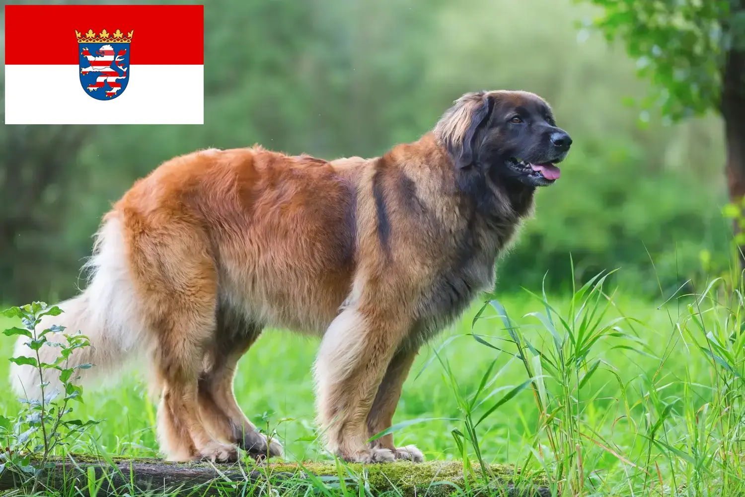 Leonberger szczenięta i hodowcy Hesja Tutaj znajdziesz hodowców rasy Leonberger w Hesja.