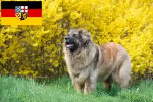 Read more about the article Hodowcy i szczenięta Leonberger w Kraj Saary