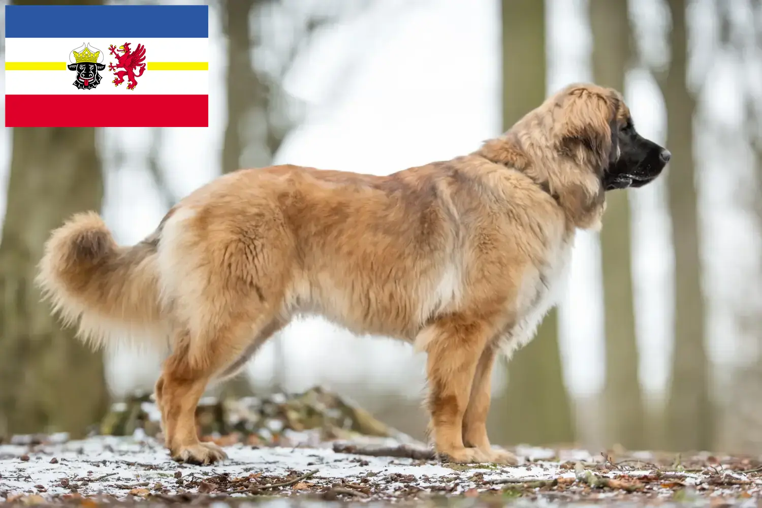 Read more about the article Hodowcy i szczenięta Leonberger w Meklemburgia-Pomorze Przednie