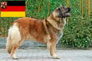 Read more about the article Hodowcy i szczenięta Leonberger w Nadrenia-Palatynat