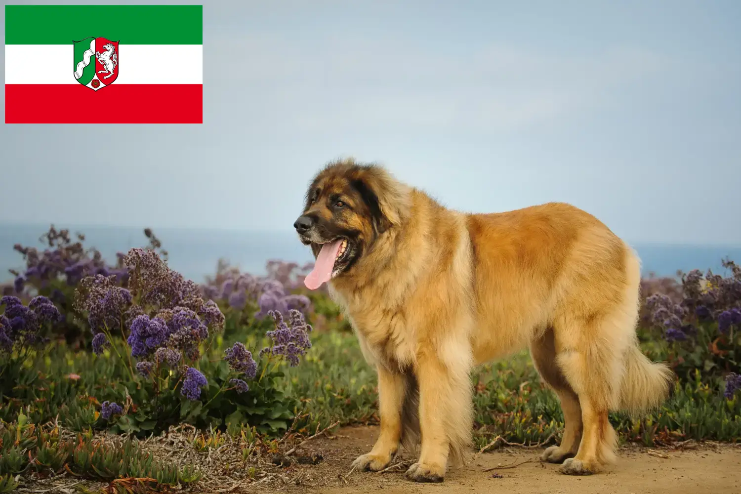Read more about the article Hodowcy i szczenięta Leonberger w Nadrenia Północna-Westfalia