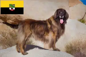 Read more about the article Hodowcy i szczenięta Leonberger w Saksonia-Anhalt