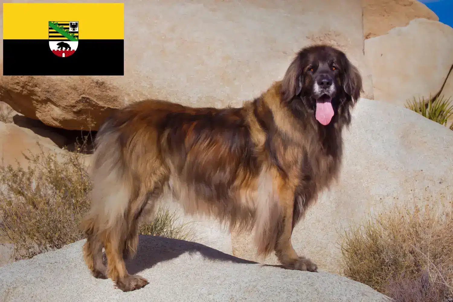 Read more about the article Hodowcy i szczenięta Leonberger w Saksonia-Anhalt
