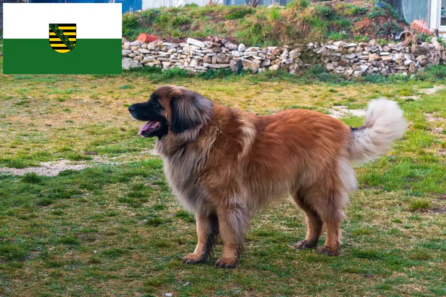 Read more about the article Hodowcy i szczenięta Leonberger w Saksonia
