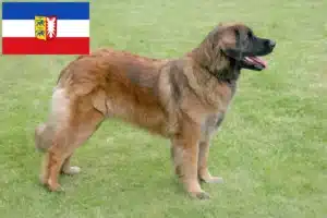 Read more about the article Hodowcy i szczenięta Leonberger w Szlezwik-Holsztyn