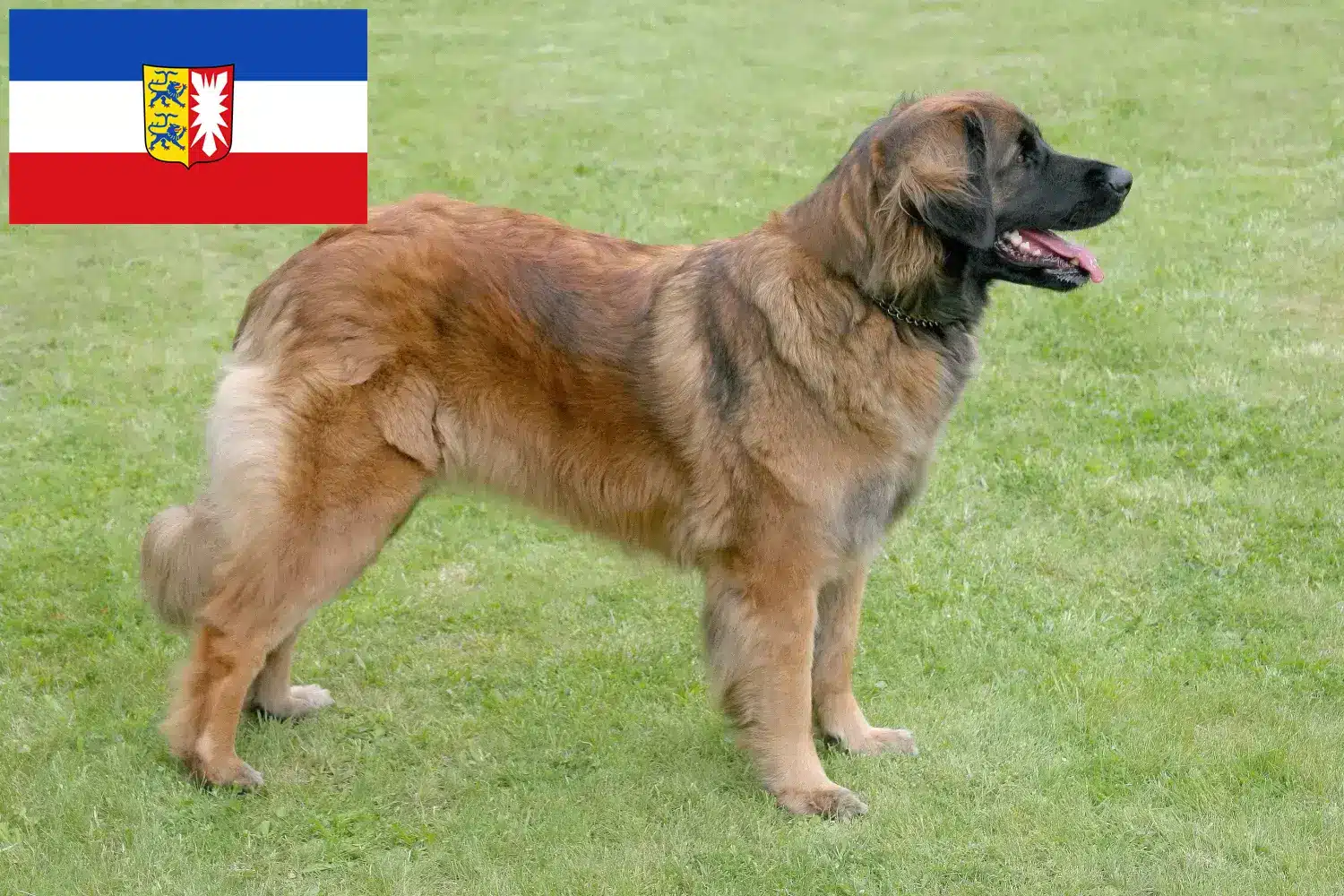 Read more about the article Hodowcy i szczenięta Leonberger w Szlezwik-Holsztyn