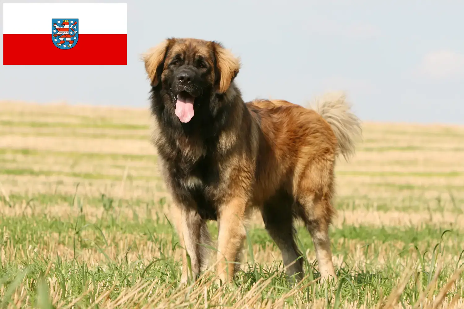 Read more about the article Hodowcy i szczenięta Leonberger w Turyngia