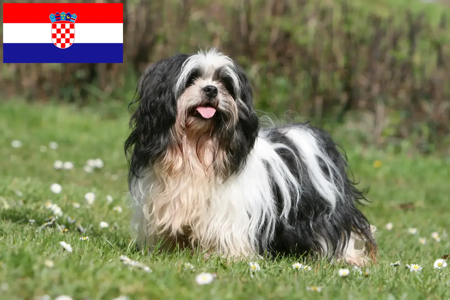 Lhasa Apso szczenięta i hodowcy Chorwacja Tutaj znajdziesz hodowców rasy Lhasa apsos w Chorwacja.