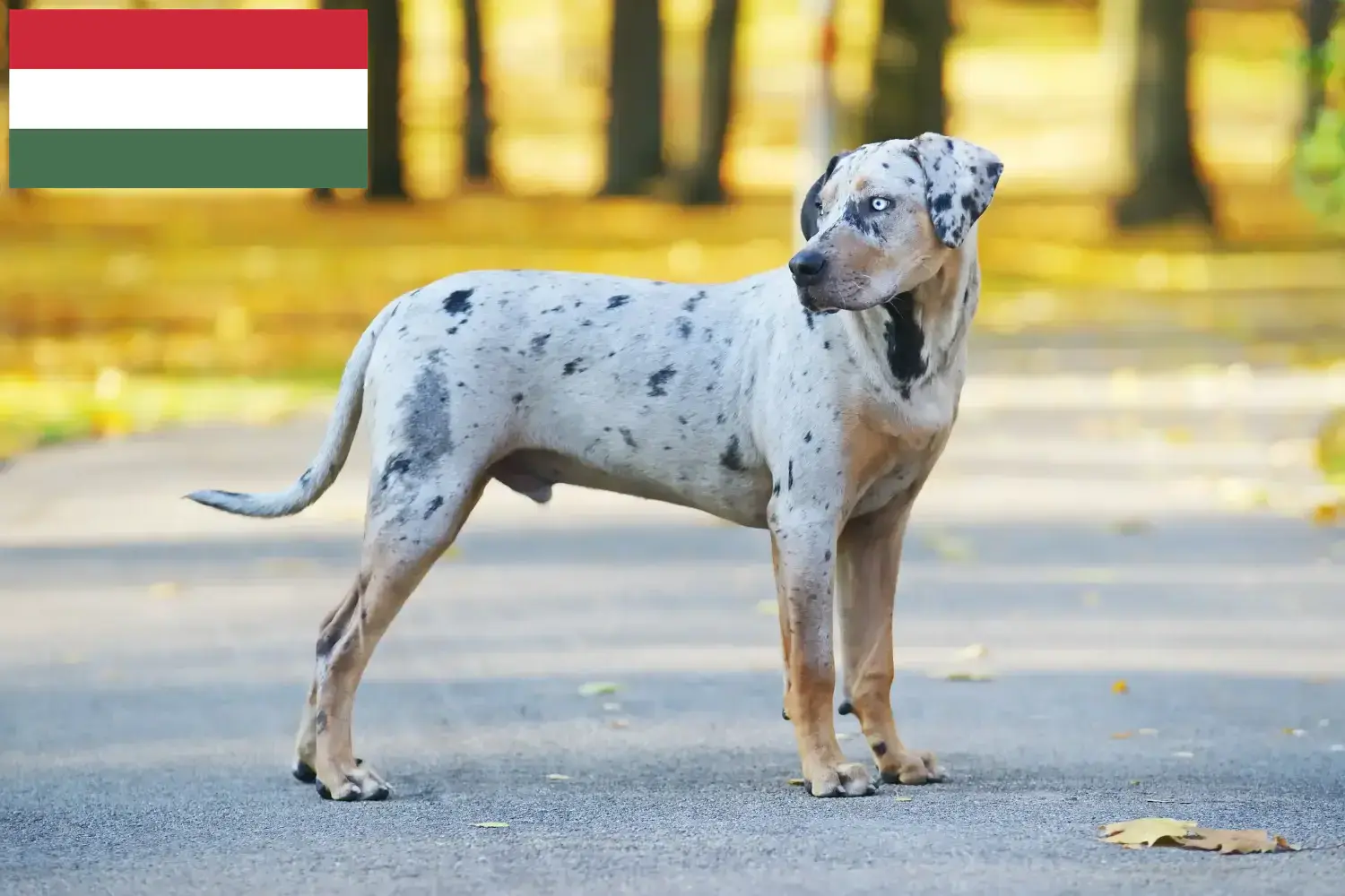 Louisiana Catahoula Leopard Pies Szczenięta i hodowca Węgry Znajdź hodowców Louisiana Catahoula Leopard dog w Węgry tutaj.