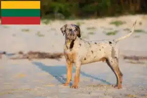 Read more about the article Louisiana Catahoula Leopard Hodowca psów i szczeniąt na Litwie