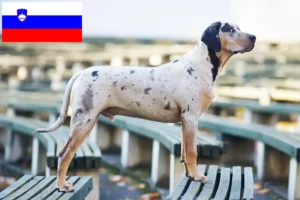 Read more about the article Louisiana Catahoula Leopard Hodowca psów i szczeniąt w Słowenii