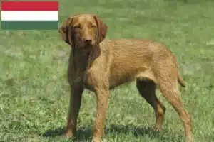 Read more about the article Hodowcy i szczenięta Magyar Vizsla w Węgry