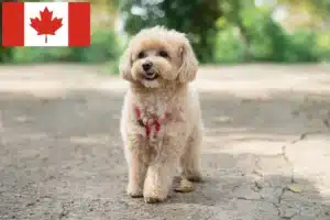 Read more about the article Maltipoo hodowcy i szczenięta w Kanada