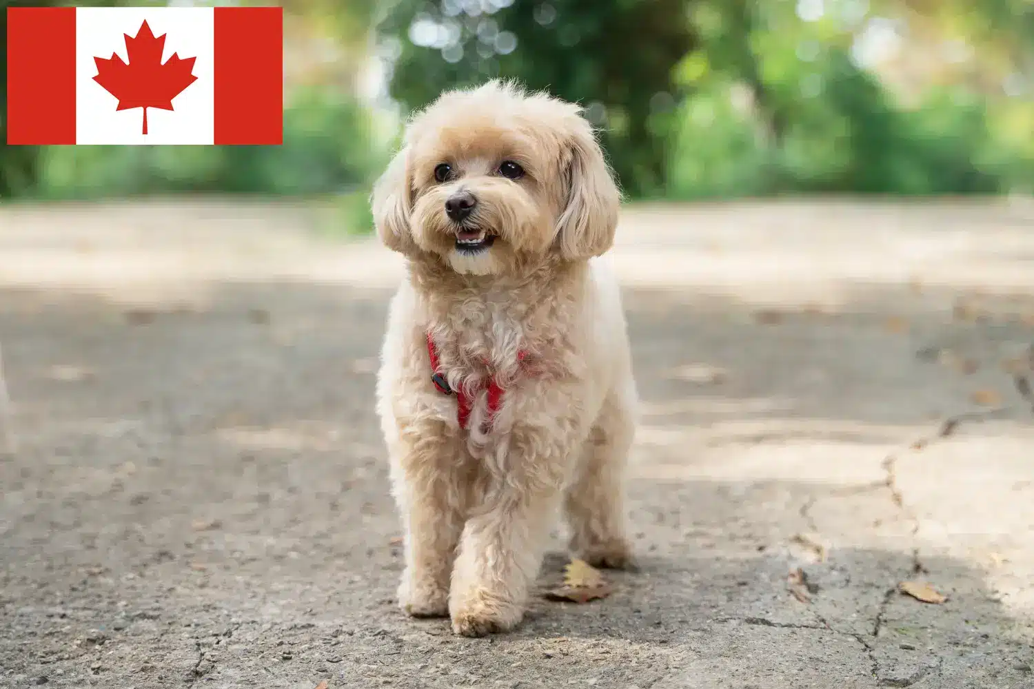 Maltipoo szczenięta i hodowcy Kanada Znajdź hodowców Maltipoo w Kanada tutaj.