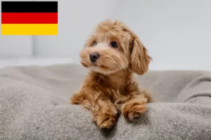 Read more about the article Hodowcy i szczenięta Maltipoo w Niemcy