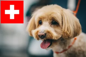Read more about the article Hodowcy i szczenięta Maltipoo w Szwajcaria