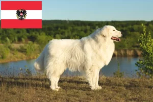 Read more about the article Maremma owczarek abruzyjski hodowcy i szczenięta w Austria