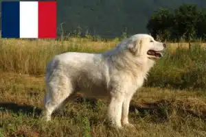 Read more about the article Maremma owczarek abruzyjski hodowcy i szczenięta w Francja