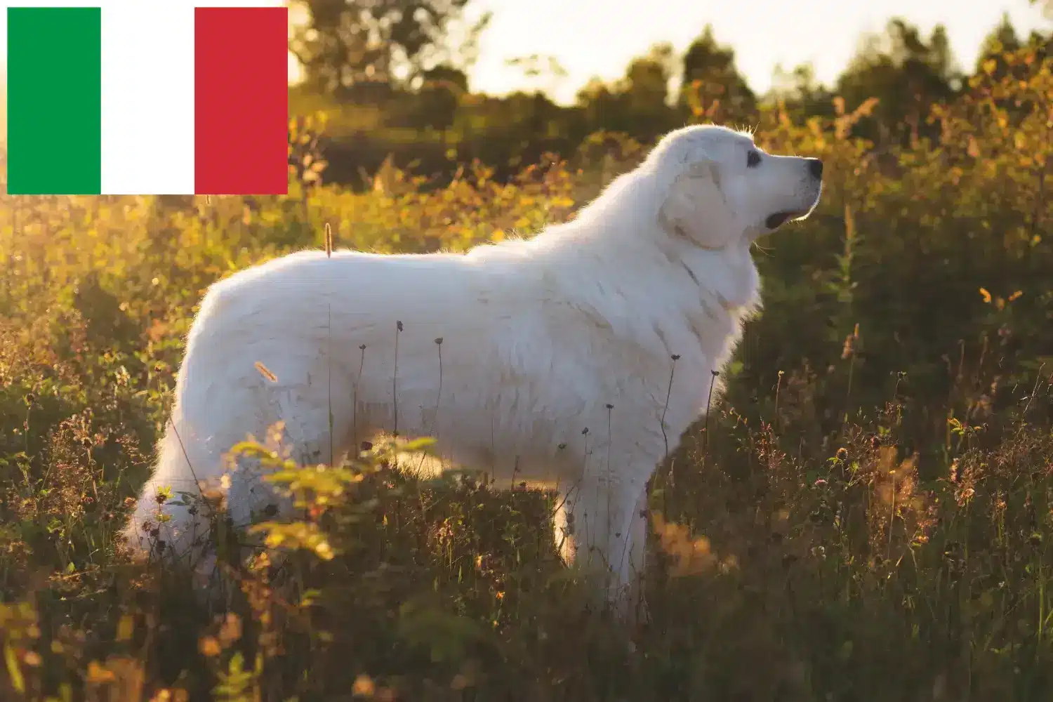 Maremma owczarek abruzyjski szczenięta i hodowcy Włochy Tutaj znajdziesz hodowców rasy Owczarek abruzyjski maremma w Włochy.