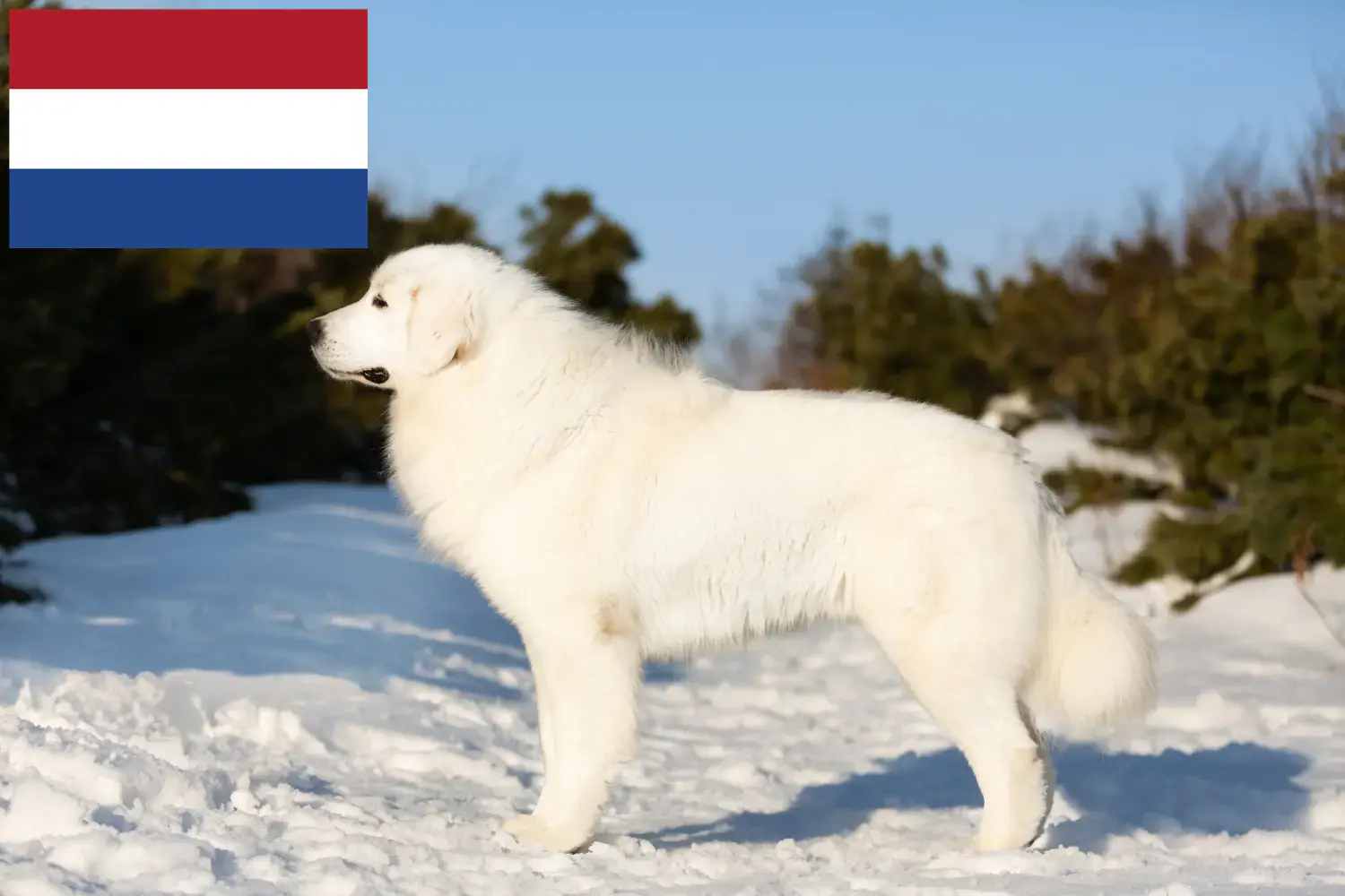 Maremma owczarek abruzyjski szczenięta i hodowcy Holandia Tutaj znajdziesz hodowców rasy Owczarek maremma abruzyjski w Holandia.