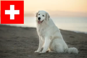 Read more about the article Maremma owczarek abruzyjski – hodowcy i szczenięta w Szwajcaria