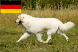 Read more about the article Maremma owczarek abruzyjski – hodowcy i szczenięta w Niemcy
