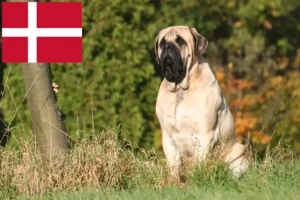 Read more about the article Hodowcy mastifów i szczenięta w Dania