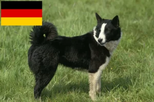 Read more about the article Hodowcy psów rasy niedźwiedź karelski i szczenięta w Niemcy