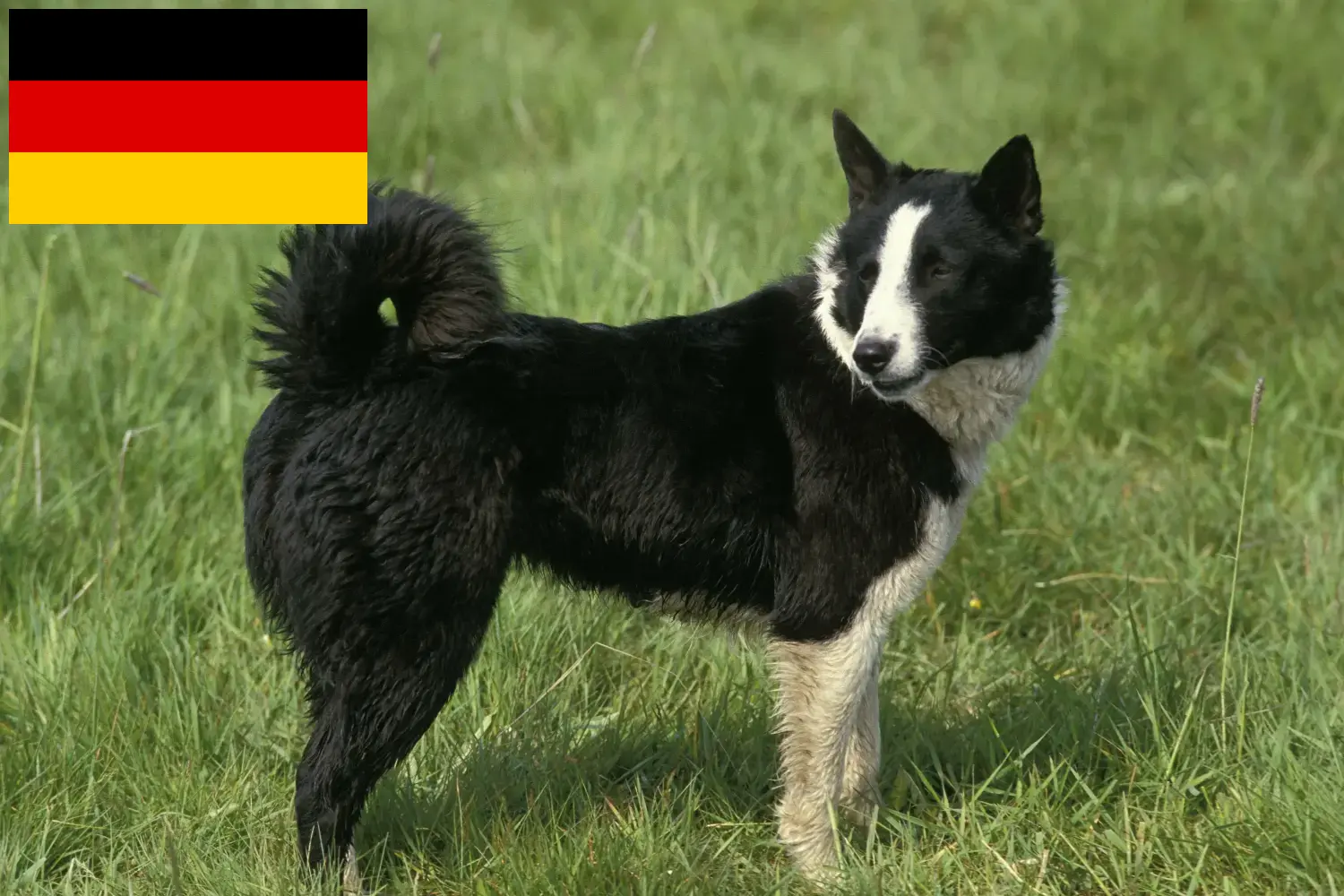 Read more about the article Hodowcy psów rasy niedźwiedź karelski i szczenięta w Niemcy