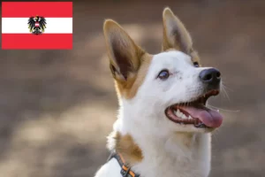Read more about the article Norrbottenspitz hodowcy i szczenięta w Austria