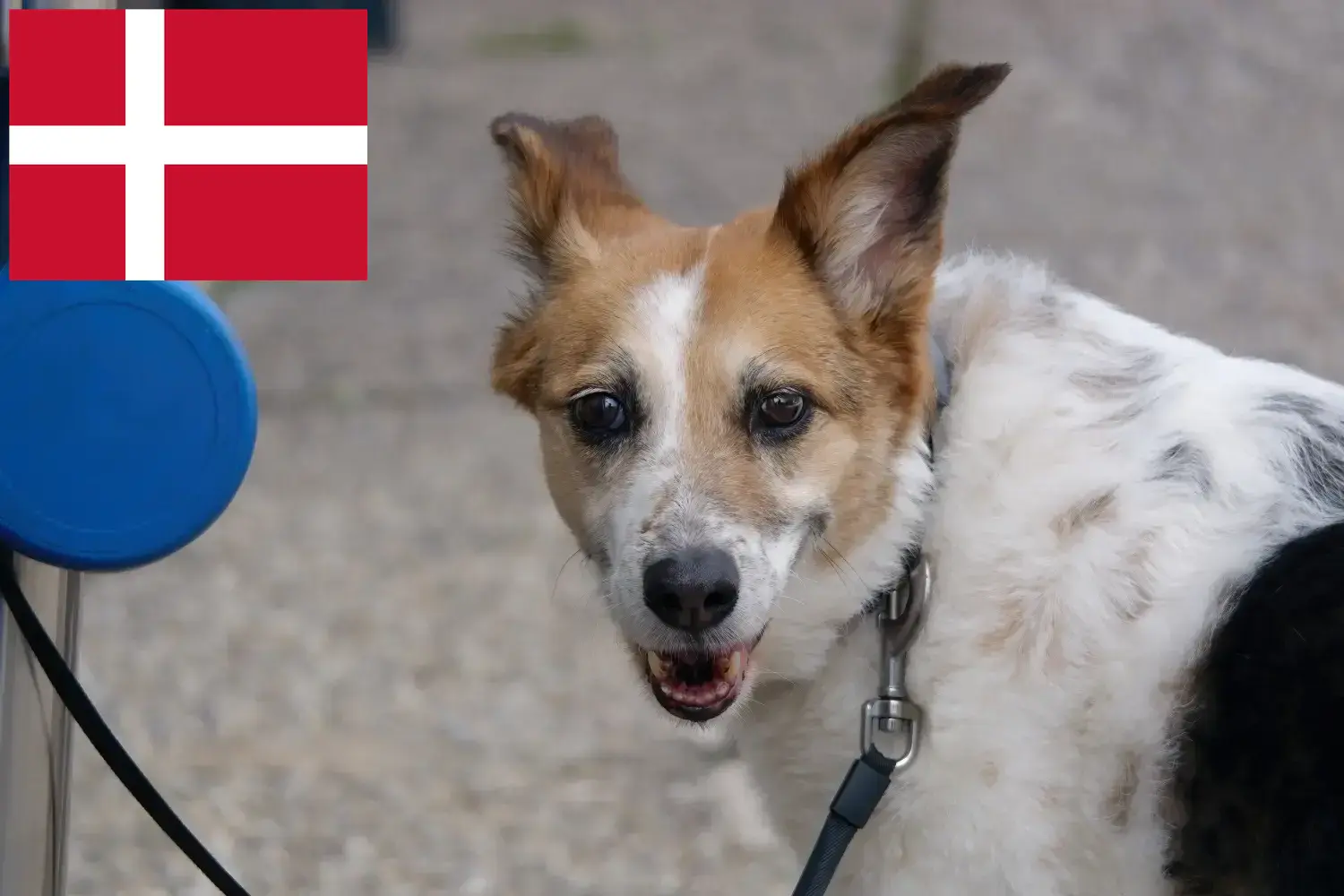 Norrbottenspitz szczenięta i hodowcy Dania Tutaj można znaleźć hodowców Norrbottenspitze w Dania.