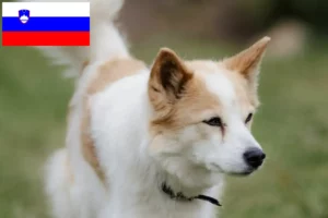 Read more about the article Norrbottenspitz hodowcy i szczenięta w Słowenia