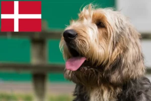 Read more about the article Hodowcy psów rasy otterhound i szczenięta w Dania