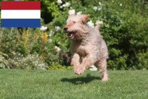 Read more about the article Hodowcy psów rasy otterhound i szczenięta w Holandia