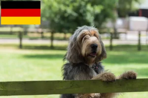 Read more about the article Otterhund hodowcy i szczenięta w Niemcy