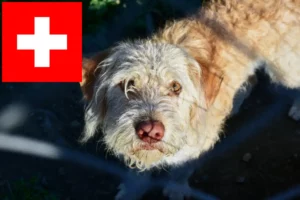 Read more about the article Otterhund hodowcy i szczenięta w Szwajcaria