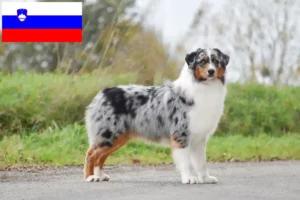 Read more about the article Hodowcy owczarków australijskich i szczenięta w Słowenia