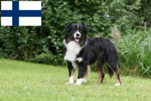 Read more about the article Hodowcy owczarków australijskich i szczenięta w Finlandia