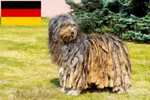 Read more about the article Hodowcy i szczenięta owczarków bergamasco w Niemczech