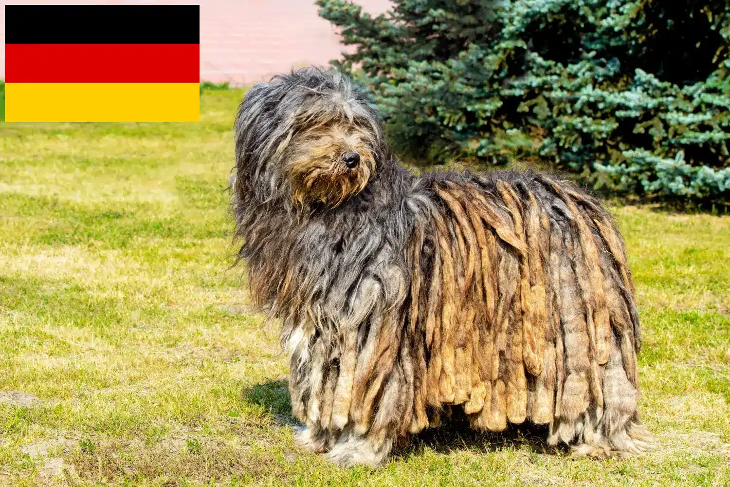 Read more about the article Hodowcy i szczenięta owczarków bergamasco w Niemczech