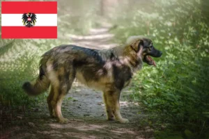 Read more about the article Hodowcy owczarków krasowych i szczenięta w Austria