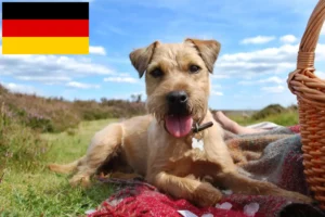 Read more about the article Hodowcy i szczenięta Patterdale terrier w Niemcy