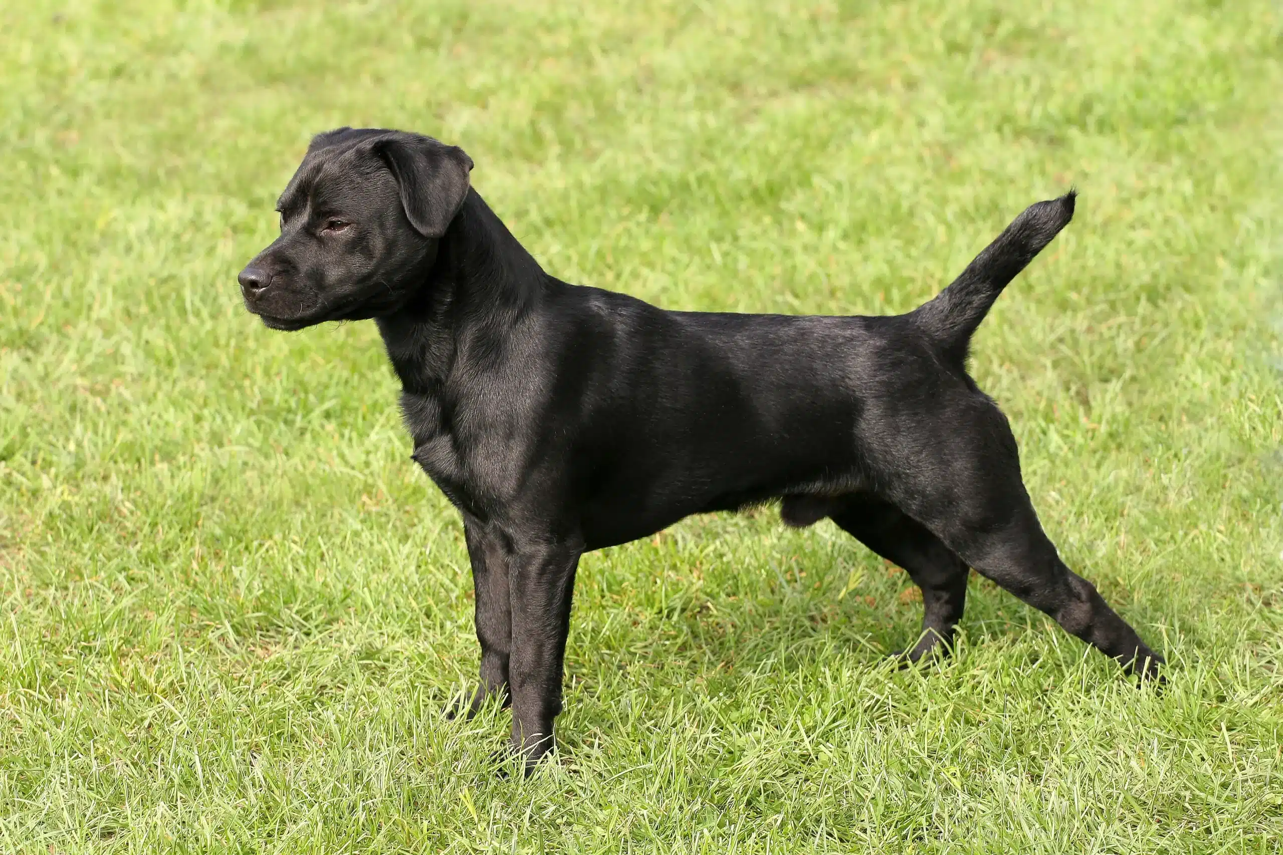 Read more about the article Hodowca terierów Patterdale